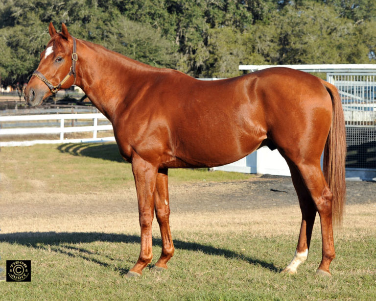 Aces High Pocket Aces Racing