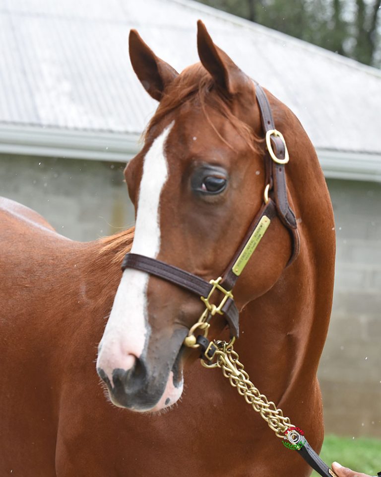 Pocket Aces Racing LLC Adds Yearling Colt By Violence Pocket Aces Racing
