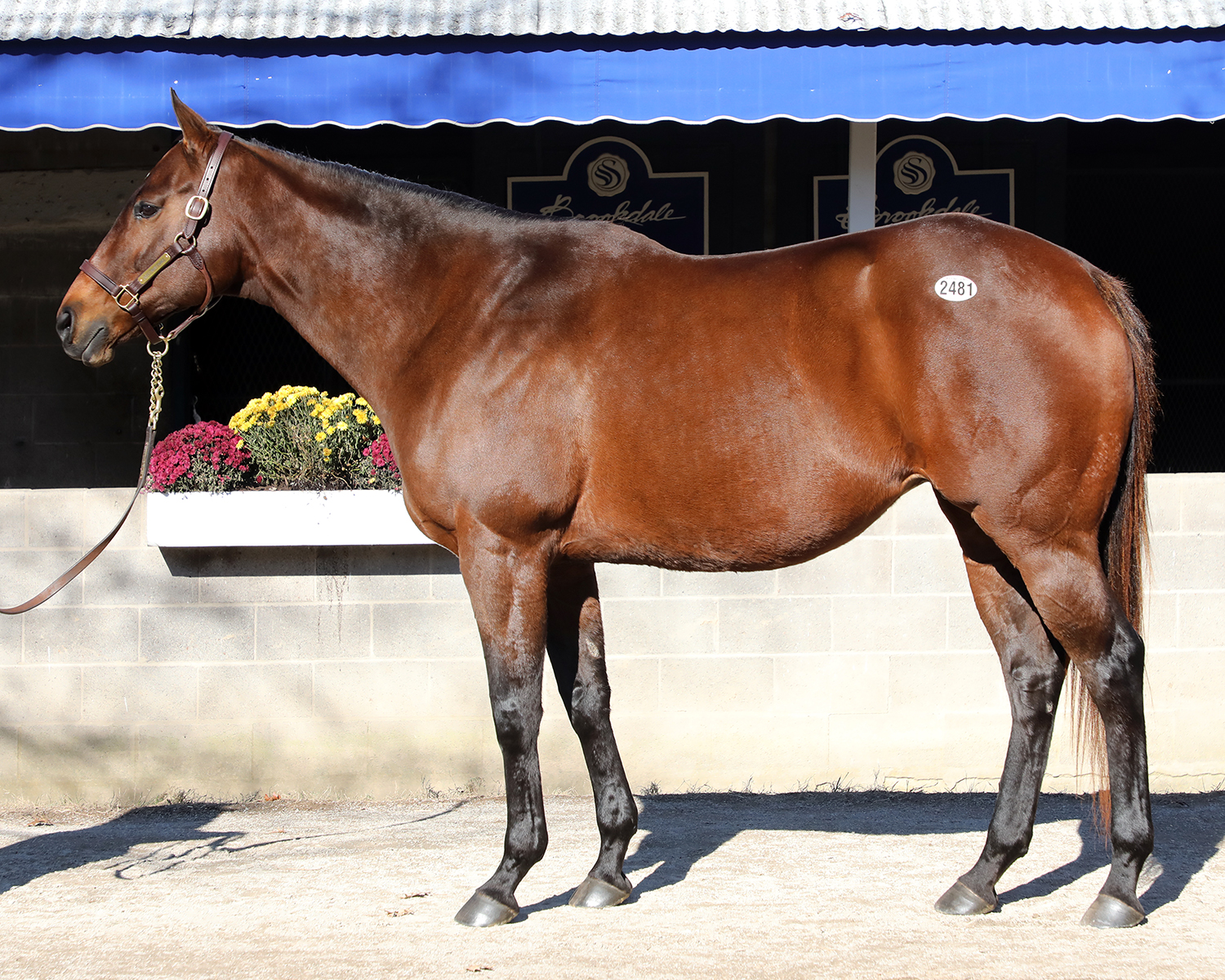 Highestmaintenance Pocket Aces Racing