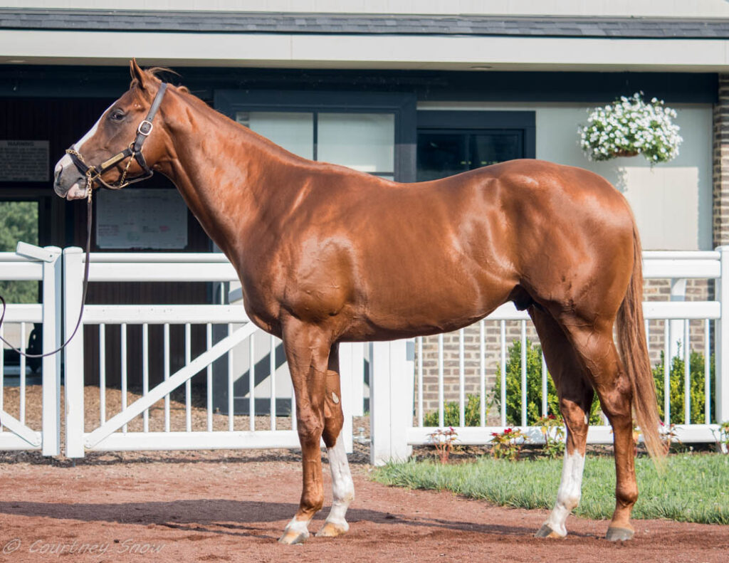 Electric Mayhem Pocket Aces Racing