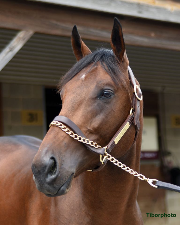 Pocket Aces Racing Adds PABred Pocket Aces Racing