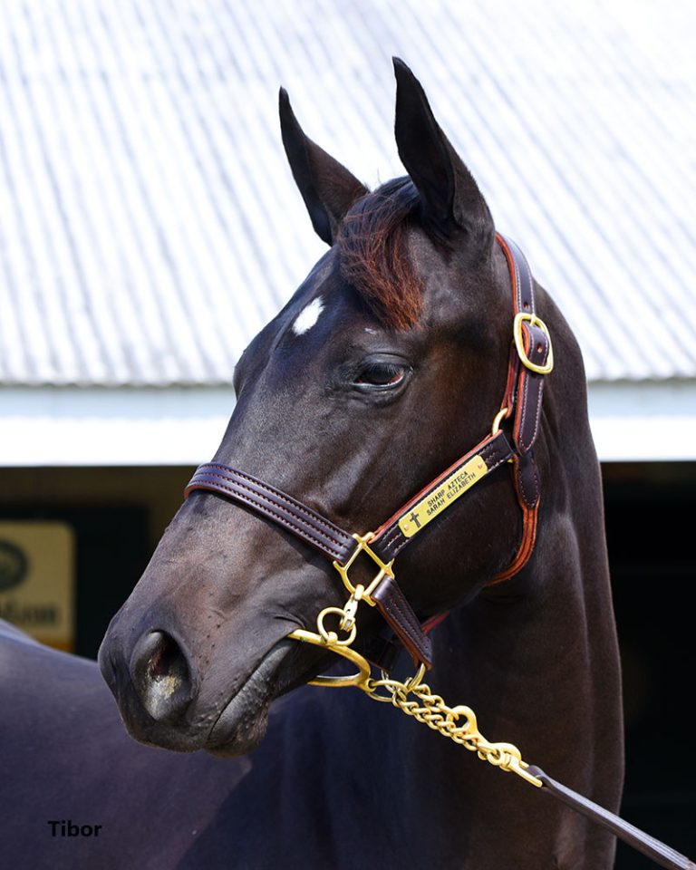 Pocket Aces Racing Horse Racing Partnerships POCKET ACES RACING