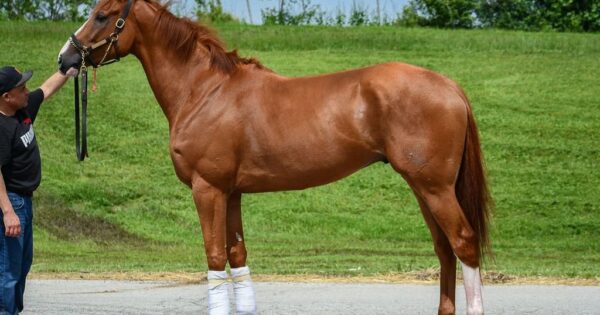 DUNLOP - One horse hip-1069-a-munnings-colt-out-