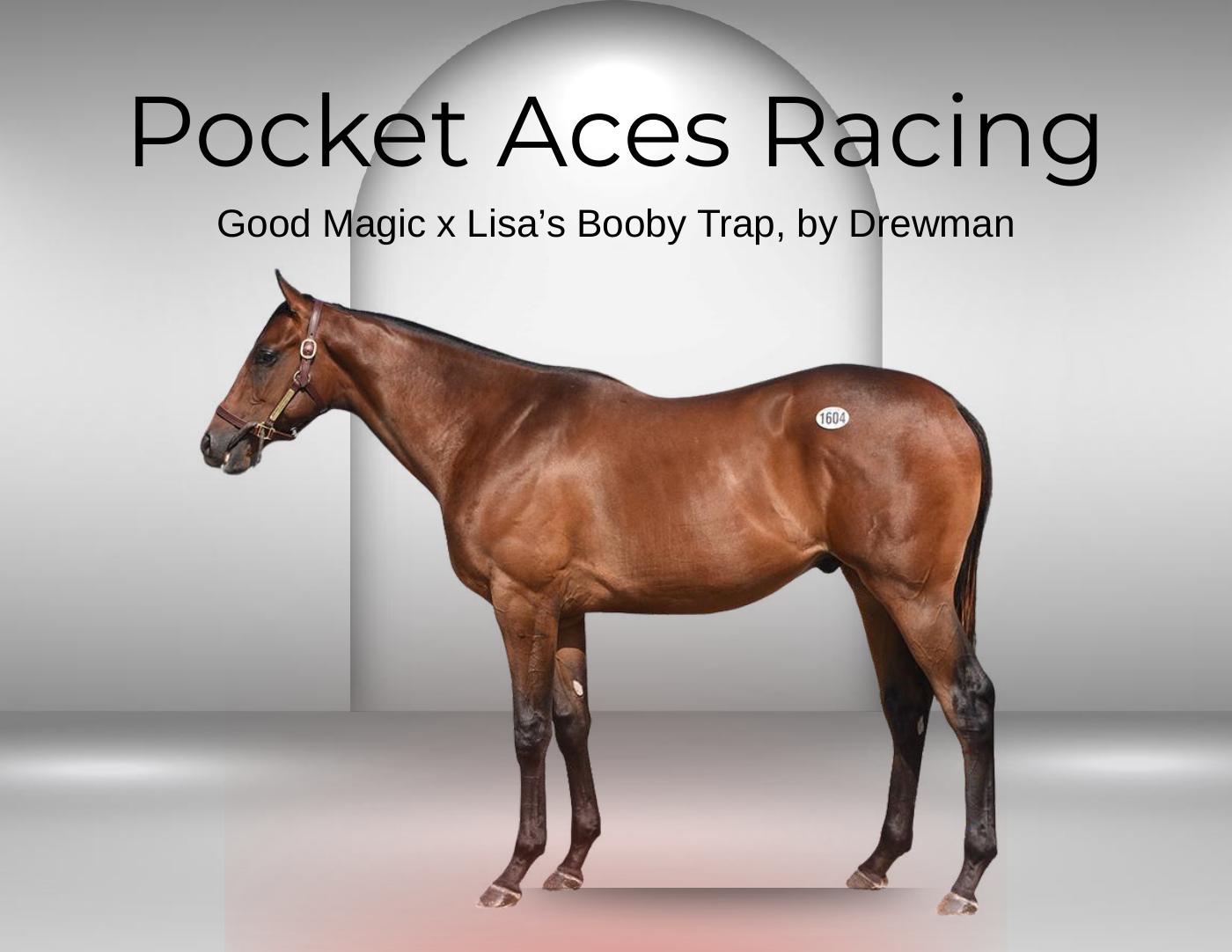 Magic Aces: 2YO Colt by Good Magic - Pocket Aces Racing